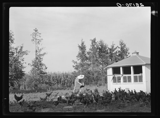 Untitled photo, possibly related to: Mrs. Maxwell feeding chickens. Jasper County, Iowa