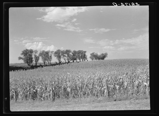 Cornfield. Grundy County, Iowa