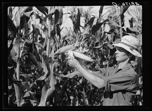 Untitled photo, possibly related to: Ernest Maxwell with hybrid corn. Jasper County, Iowa
