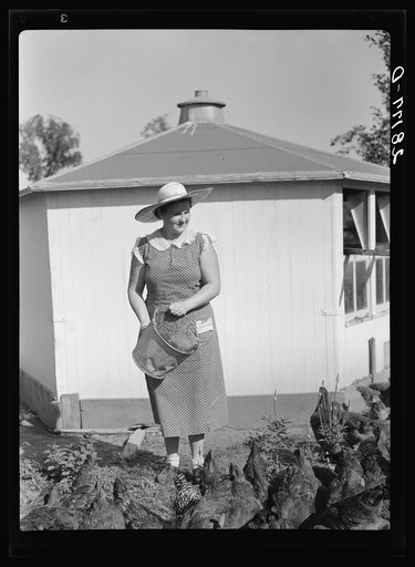 Untitled photo, possibly related to: Mrs. Maxwell feeding chickens. Jasper County, Iowa
