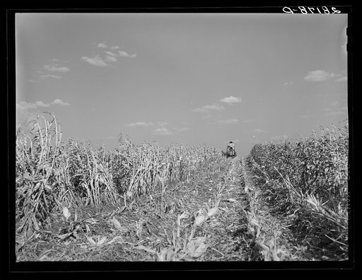 Harvesting hybrid seed corn. Robinson farm, Marshall County, Iowa