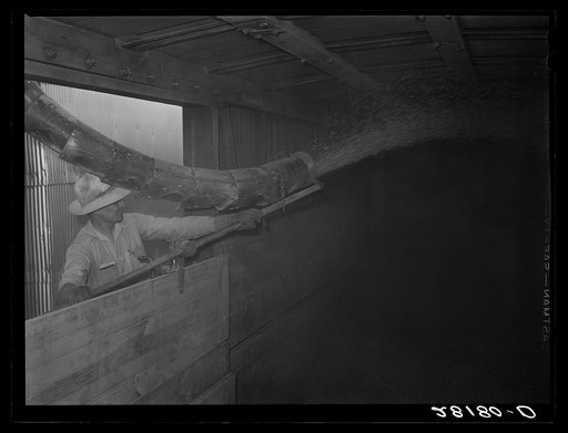 Untitled photo, possibly related to: Filling a boxcar with shelled corn from elevator. Grundy Center, Iowa. Farmers' cooperative elevator
