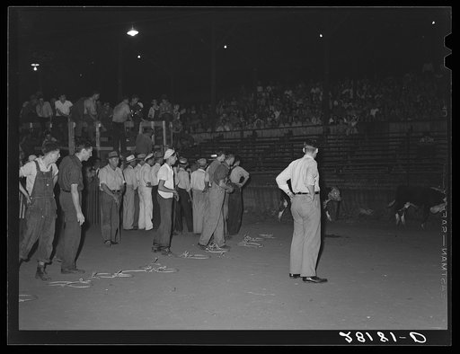 Start of calf-scramble, in which twelve boys try to catch six calves. Central Iowa Fair, Marshalltown, Iowa