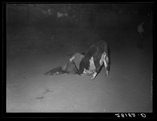 Calf-scramble, Central Iowa Fair. Marshalltown, Iowa