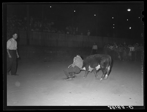 Untitled photo, possibly related to: Calf-scramble, Central Iowa Fair. Marshalltown, Iowa