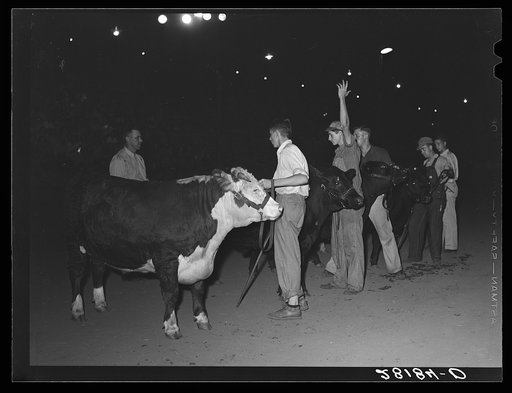 Untitled photo, possibly related to: Start of calf-scramble, in which twelve boys try to catch six calves. Central Iowa Fair, Marshalltown, Iowa