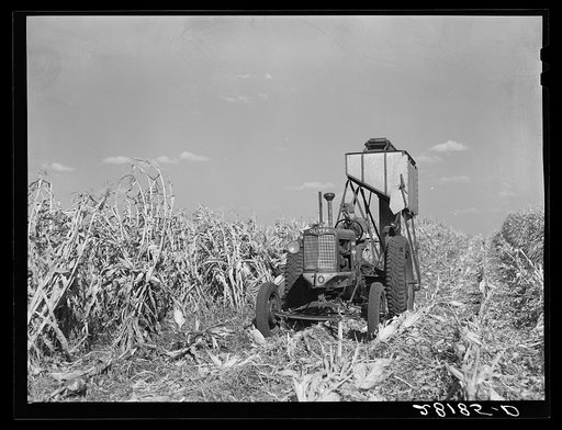 Harvesting hybrid seed corn. Robinson farm, Marshall County, Iowa