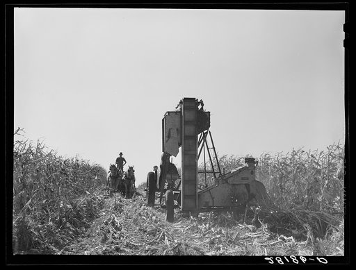 Untitled photo, possibly related to: Harvesting hybrid seed corn. Robinson farm, Marshall County, Iowa
