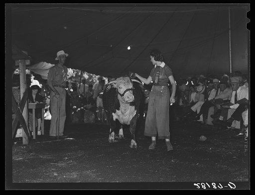 Untitled photo, possibly related to: Auction of 4-H Club baby beeves. Central Iowa Fair, Marshalltown, Iowa