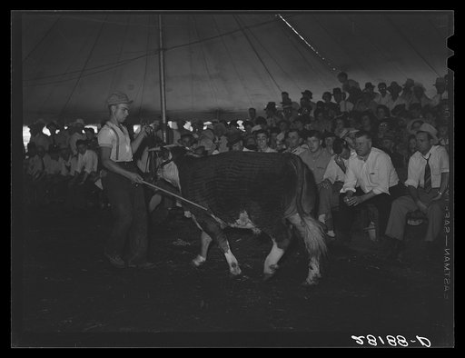 Auctioin of 4-H Club baby beeves, Central Iowa Four, Marshalltown Iowa