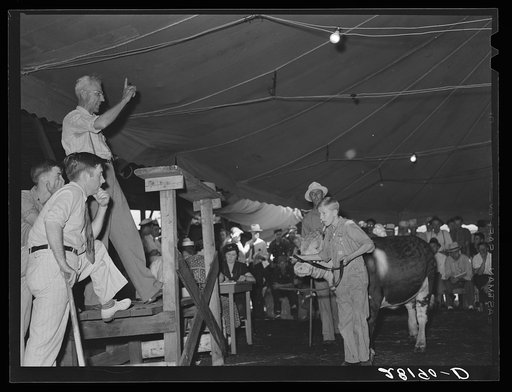 Auction of 4-H Club baby beeves. Central Iowa Fair, Marshalltown, Iowa