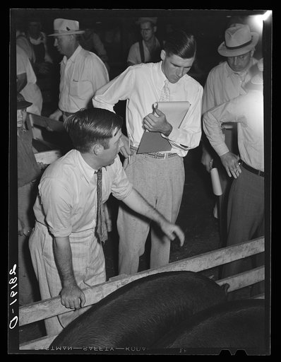 Untitled photo, possibly related to: Hog auction. Central Iowa Fair, Marshalltown, Iowa
