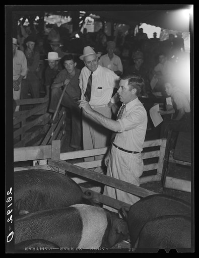 Hog auction. Central Iowa Fair, Marshalltown, Iowa