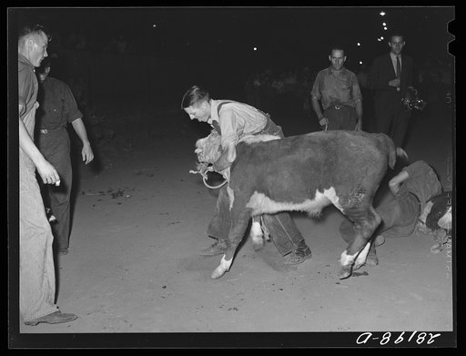 Boy trying to put a halter on calf during calf-scramble. Central Iowa Fair, Marshalltown, Iowa