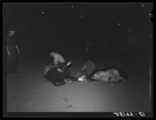 Untitled photo, possibly related to: Boy trying to put a halter on calf during calf-scramble. Central Iowa Fair, Marshalltown, Iowa
