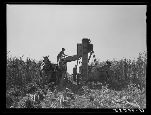 Loading wagon with hybrid seed corn. Robinson farm, Marshall County, Iowa