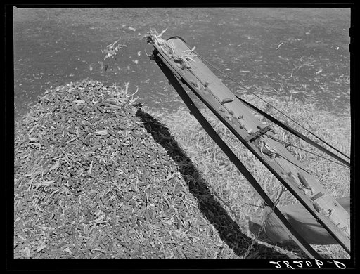 Corncobs piled up while shelling corn. Passmore farm, Polk County, Iowa