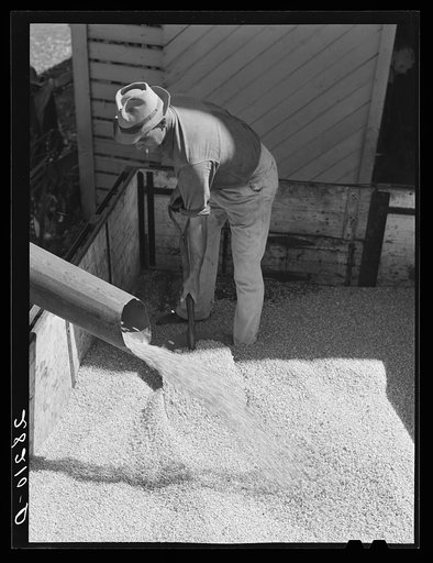 Untitled photo, possibly related to: Luther Passmore with shelled corn. Polk County, Iowa