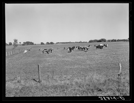 Untitled photo, possibly related to: Dairy herd. Worth County, Iowa