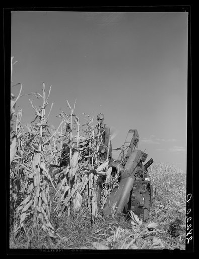 Untitled photo, possibly related to: Mechanical corn picker harvesting hybrid seed corn. Robinson farm, Marshall County, Iowa
