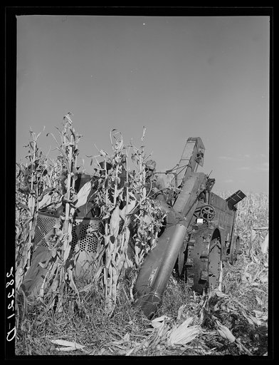 Mechanical corn picker harvesting hybrid seed corn. Robinson farm, Marshall County, Iowa