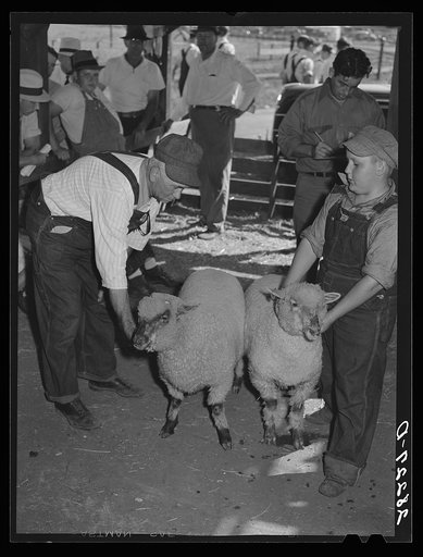 Farmer and son with 4-H Club lambs at auction. Central Iowa Fair, Marshalltown, Iowa