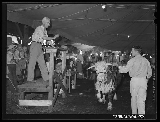 Baby beef auction. Central Iowa Fair, Marshalltown, Iowa