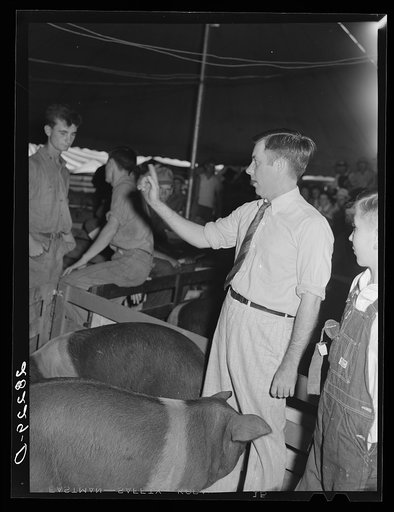 Auctioneer at hog sale. Central Iowa Fair, Marshalltown, Iowa