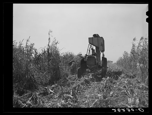 Untitled photo, possibly related to: Cone-row puller type of mechanical corn picker. Robinson farm, Marshall County, Iowa