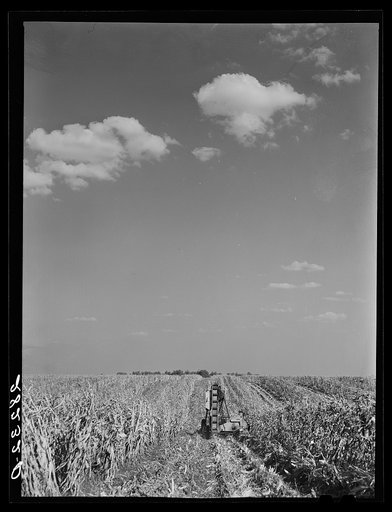 Mechanical corn-picker harvesting hybrid seed corn. Robinson farm, Marshall County, Iowa
