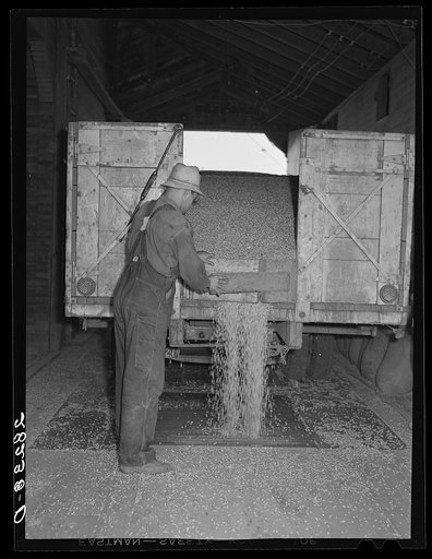 Unloading shelled corn at elevator. Grundy Center, Iowa. Farmers' cooperative elevator