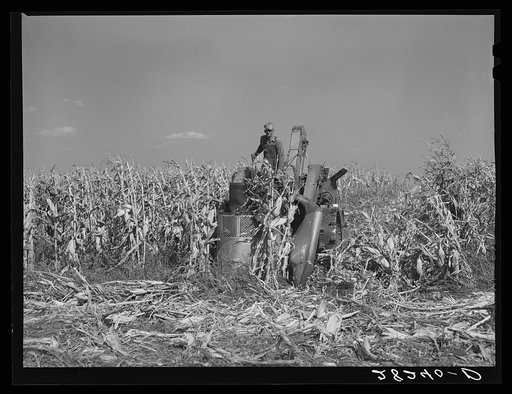 Harvesting hybrid seed corn with mechanical picker on Wayne Robinson farm. Marshall County, Iowa