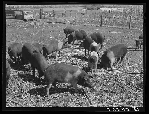 Poland China hogs at Passmore farm. Polk County, Iowa