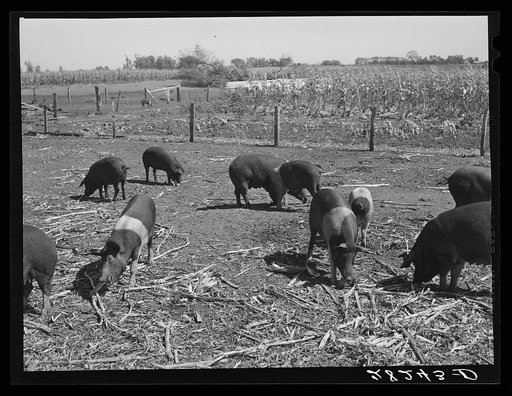 Untitled photo, possibly related to: Poland China hogs at Passmore farm. Polk County, Iowa