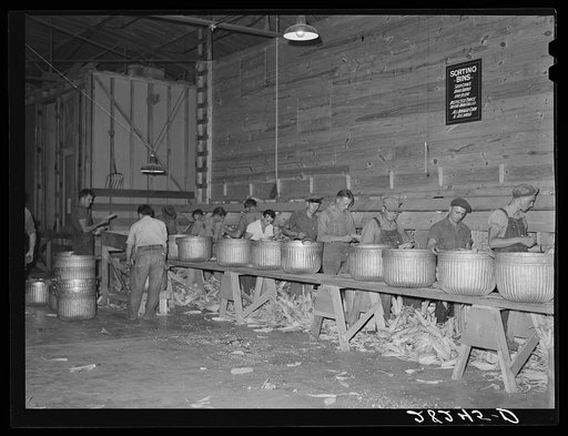Sorting bin in hybrid seed corn plant. Reinbeck, Iowa. These ears are carefully inspected, and damaged ones are discarded