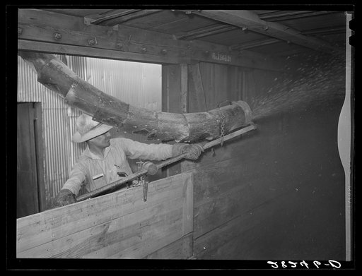 Filling a boxcar with shelled corn from elevator. Grundy Center, Iowa. Farmers' cooperative elevator