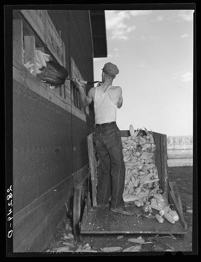 Untitled photo, possibly related to: Loading hybrid corn into crib. Wayne Robinson farm, Marshall County, Iowa