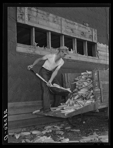 Untitled photo, possibly related to: Loading hybrid corn into crib. Wayne Robinson farm, Marshall County, Iowa