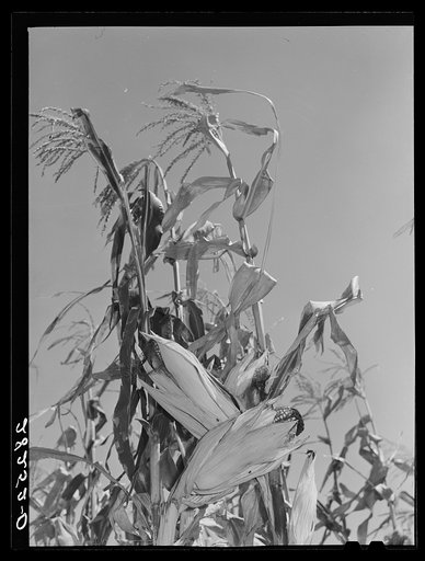 Hybrid corn. Marshall County, Iowa