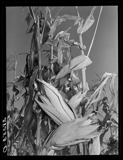 Untitled photo, possibly related to: Hybrid corn. Marshall County, Iowa