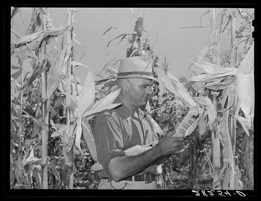 Luther Passmore, farmer, with hybrid corn. Polk County, Iowa