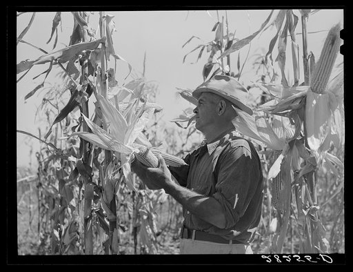Untitled photo, possibly related to: Luther Passmore, farmer, with hybrid corn. Polk County, Iowa