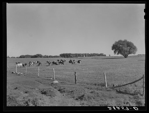 Dairy herd. Worth County, Iowa