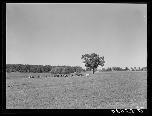 Dairy herd. Worth County, Iowa
