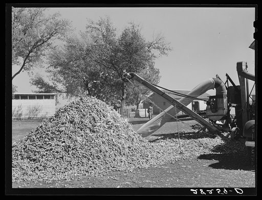 Corn cobs piled up while shelling corn. These are used for fuel. Passmore farm, Polk County, Iowa