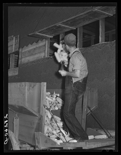 Untitled photo, possibly related to: Loading hybrid corn into crib. Wayne Robinson farm, Marshall County, Iowa
