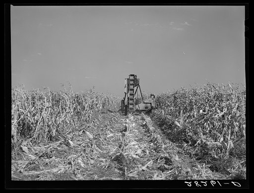 Harvesting hybrid seed corn with mechanical picker. Robinson farm, Marshall County, Iowa