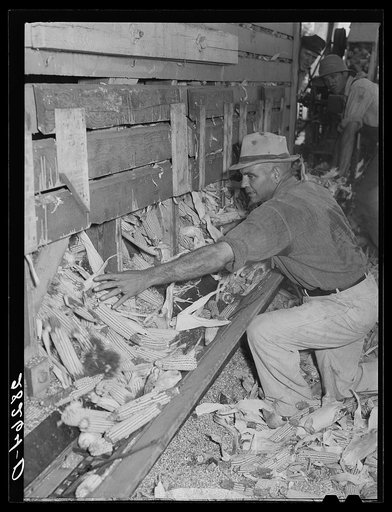 Emptying corn-cribs in order to shell corn. Passmore farm, Polk County, Iowa