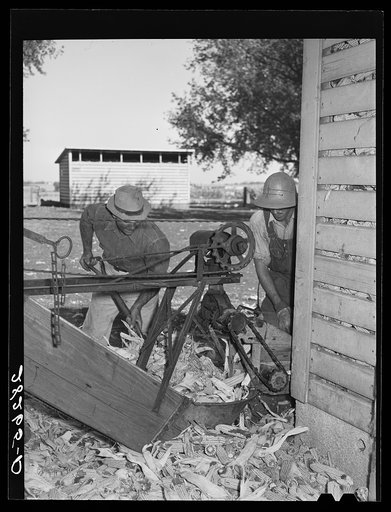 Untitled photo, possibly related to: Emptying corn-cribs in order to shell corn. Passmore farm, Polk County, Iowa