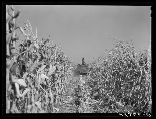 Mechanical corn picker. Robinson farm, Marshall County, Iowa